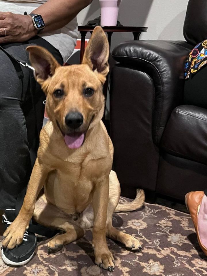 Scooby, an adoptable Carolina Dog Mix in Tukwila, WA_image-3