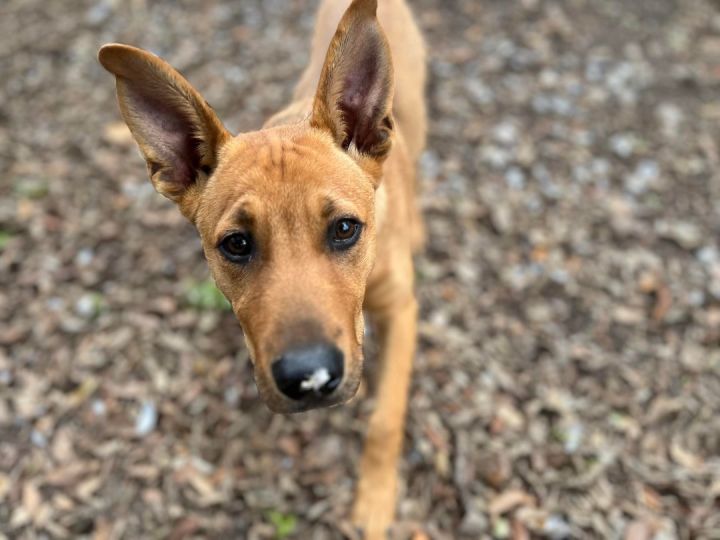 Scooby, an adoptable Carolina Dog Mix in Tukwila, WA_image-4