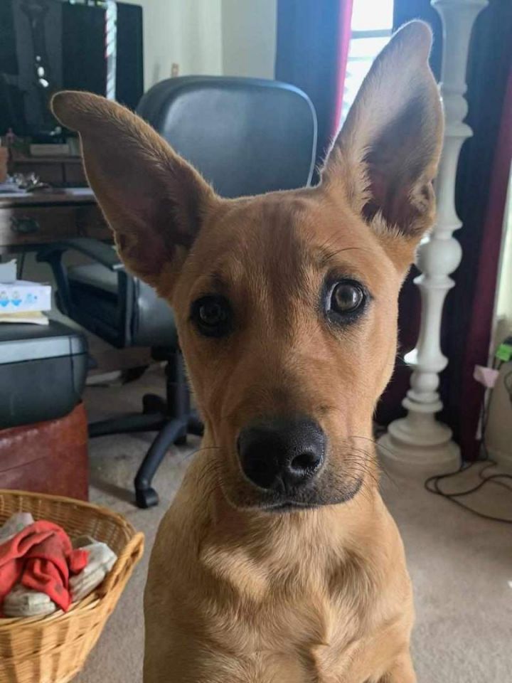 Scooby, an adoptable Carolina Dog Mix in Tukwila, WA_image-5