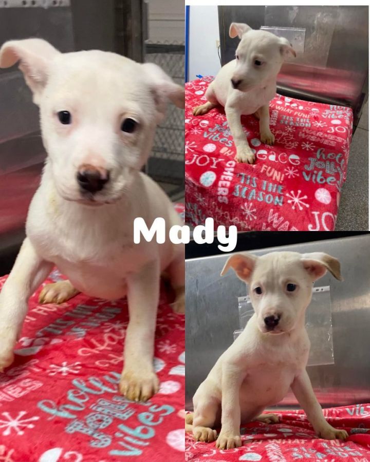 Mady, an adoptable Husky Mix in Saint James, MO_image-1