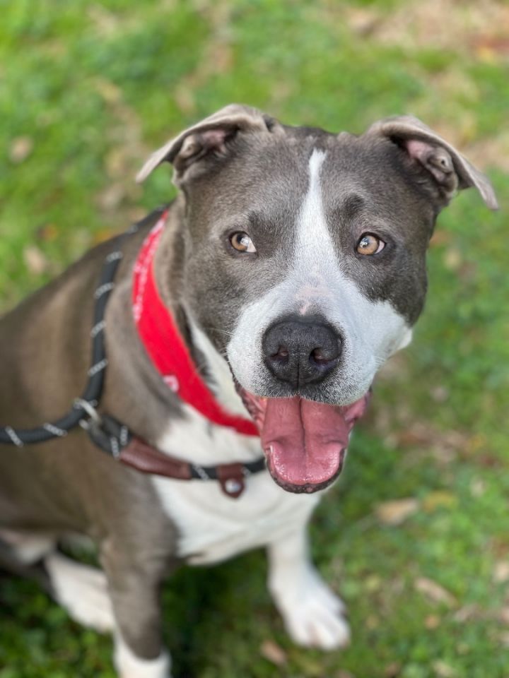 DASH- lovable boy!, an adoptable Pit Bull Terrier & American Bully Mix in Boston, MA_image-2