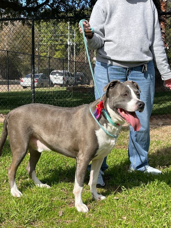 DASH- lovable boy!, an adoptable Pit Bull Terrier & American Bully Mix in Boston, MA_image-3