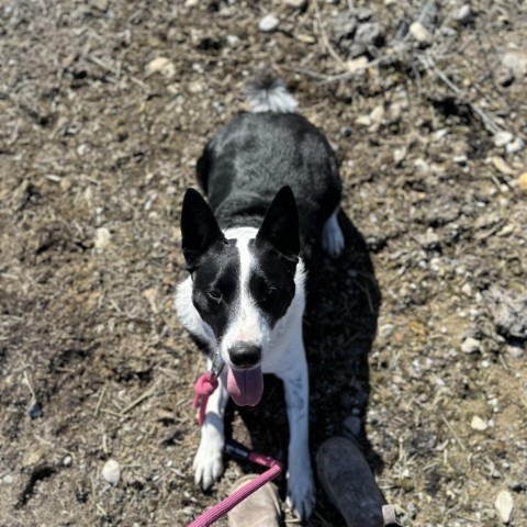 Donner, an adoptable Shepherd, Border Collie in Spanish Fork, UT, 84660 | Photo Image 6