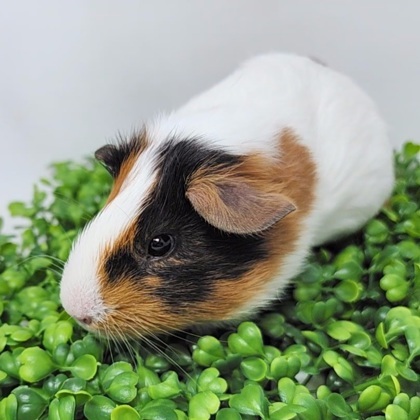 Petfinder best sale guinea pigs