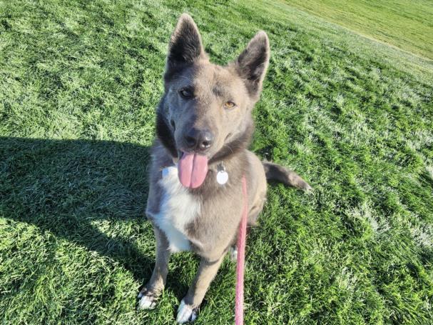 Australian cattle dog akita 2024 mix