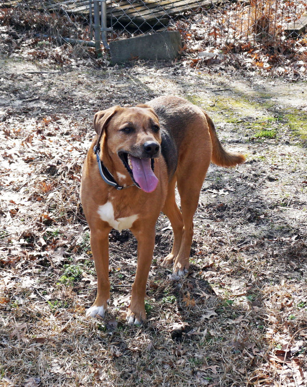 Elvis, an adoptable Shepherd, Hound in Garner, NC, 27529 | Photo Image 1