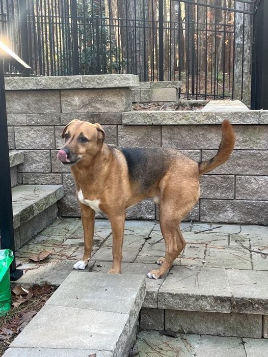 Elvis, an adoptable Shepherd, Hound in Garner, NC, 27529 | Photo Image 2