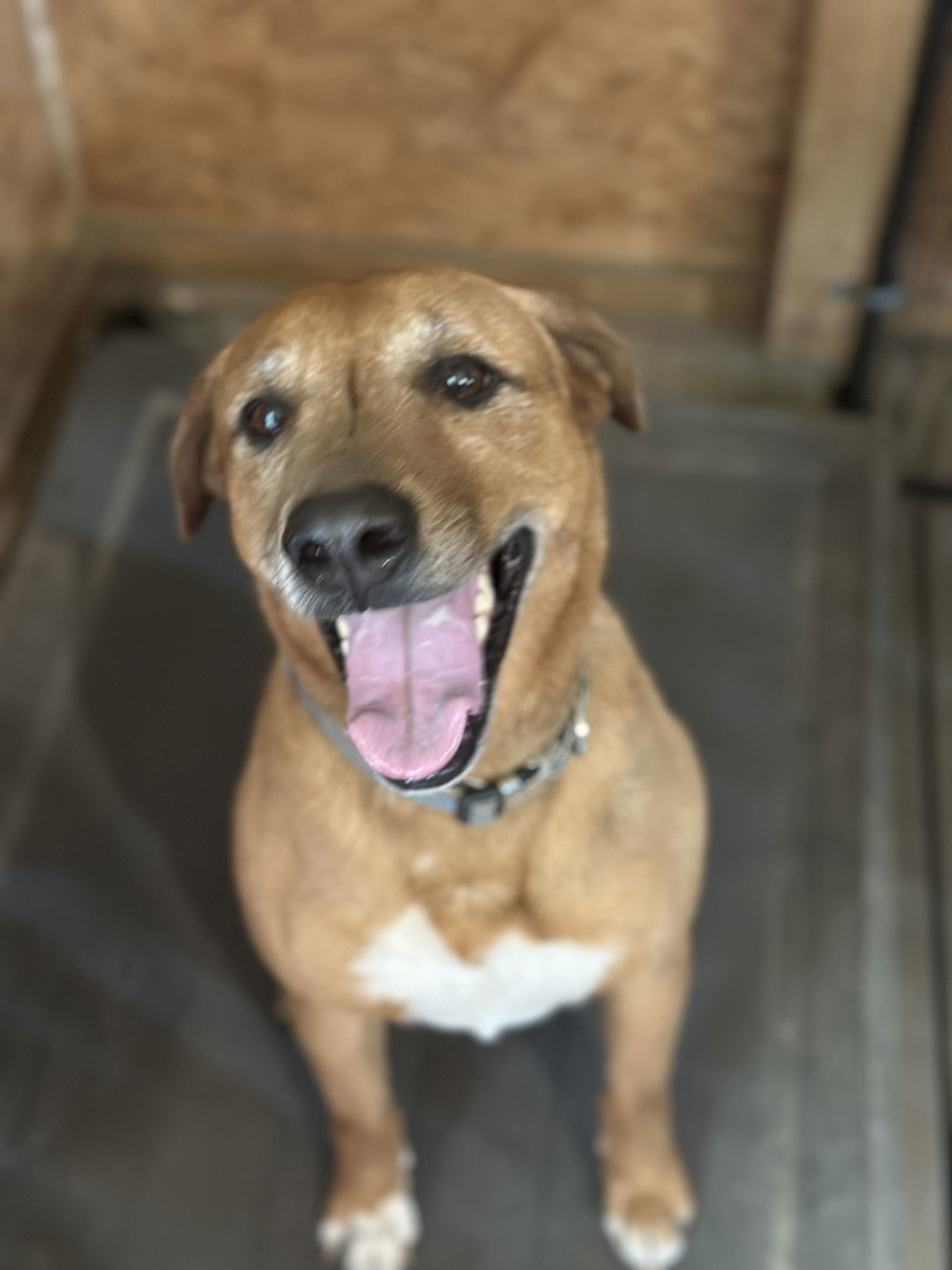 Elvis, an adoptable Shepherd, Hound in Garner, NC, 27529 | Photo Image 2