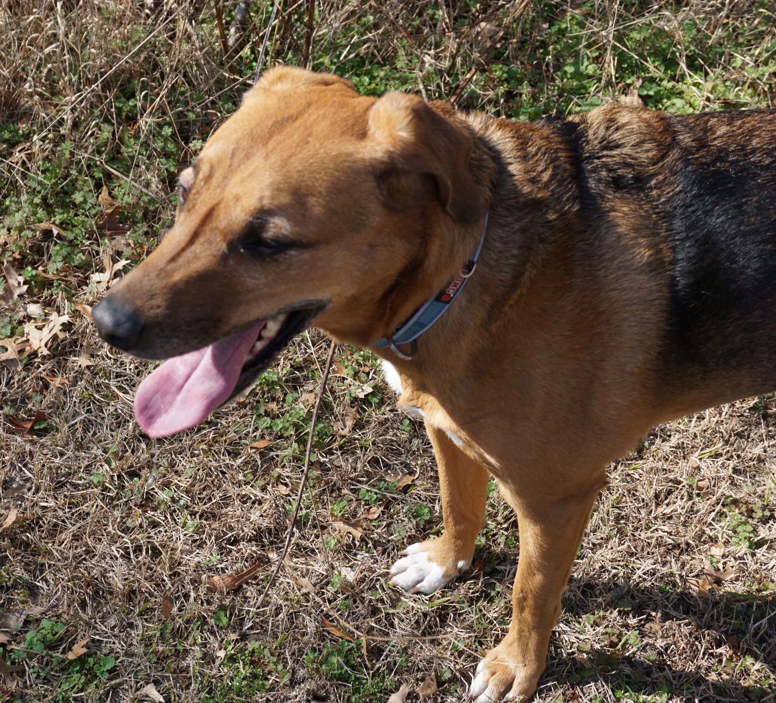 Elvis, an adoptable Shepherd, Hound in Garner, NC, 27529 | Photo Image 3