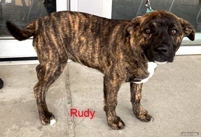 Rudy 3