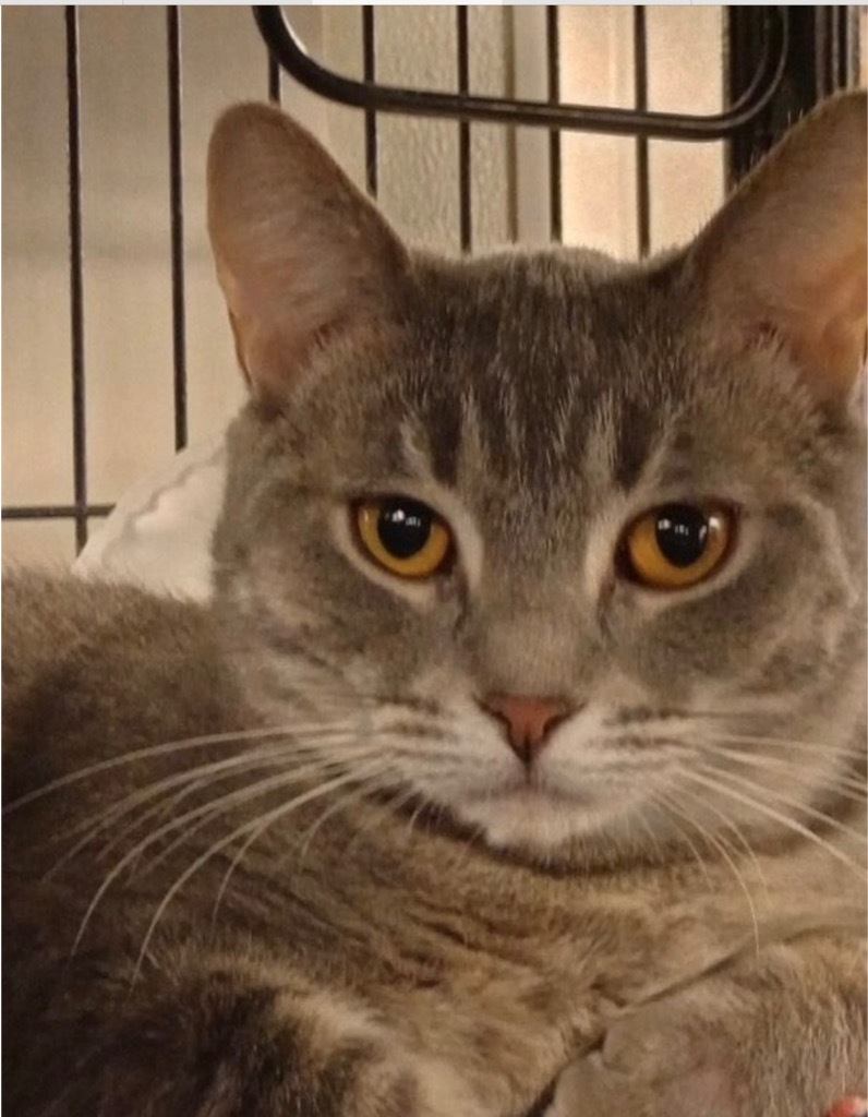 Allie, an adoptable Domestic Short Hair in Saginaw, MI, 48604 | Photo Image 1