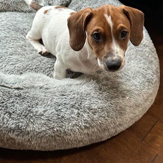 Dog for adoption Manning, a Dachshund & Pit Bull Terrier Mix in