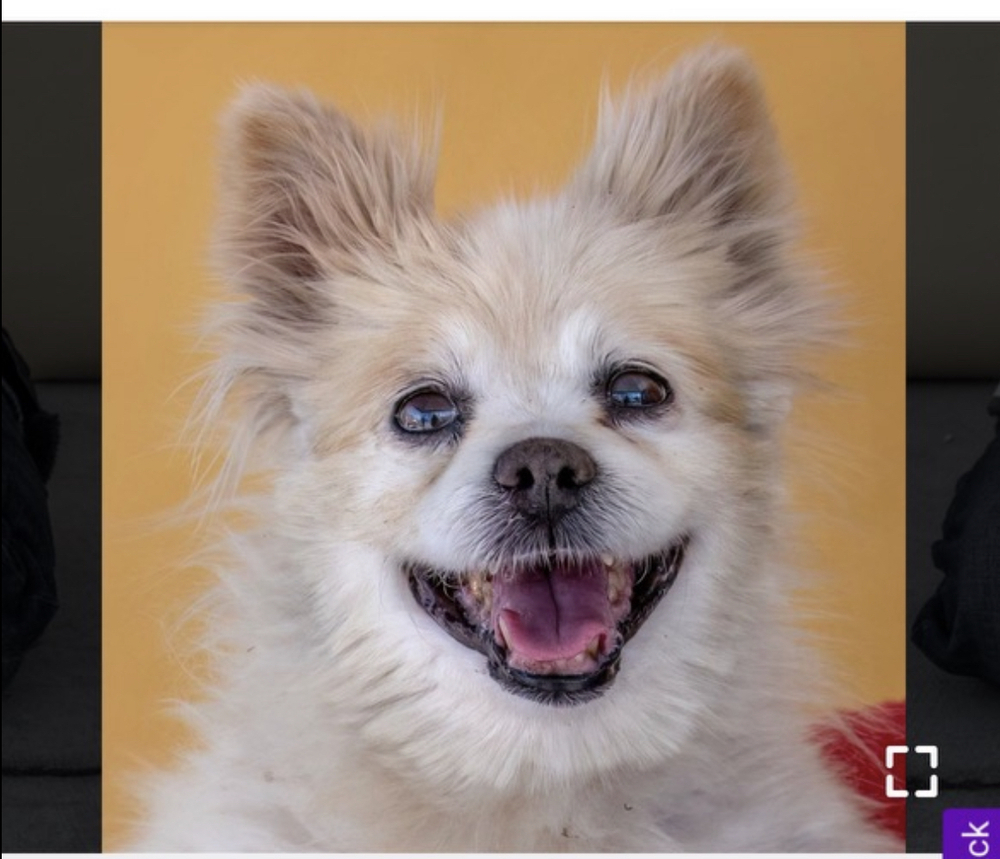 Feona, an adoptable Pomeranian in San Diego, CA, 92130 | Photo Image 1