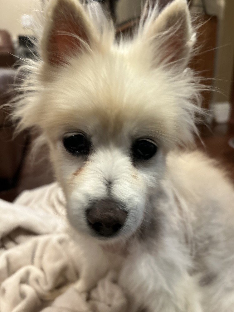 Feona, an adoptable Pomeranian in San Diego, CA, 92130 | Photo Image 3