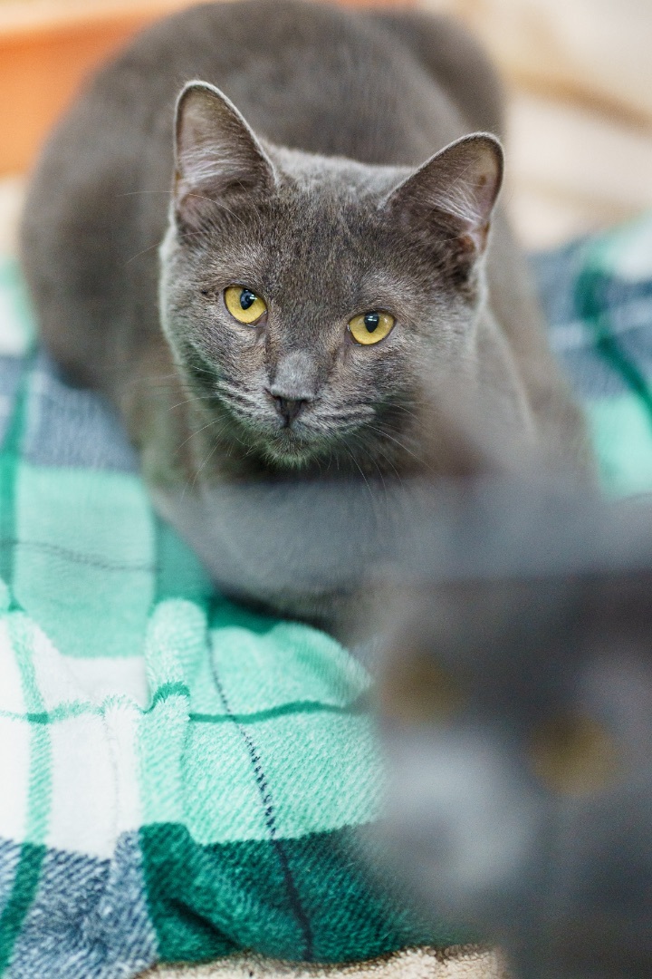 Blossom, an adoptable American Shorthair in Marble Falls, TX_image-4
