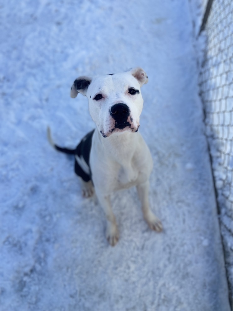 AC KJ, an adoptable American Bulldog in Fremont, NE, 68025 | Photo Image 1