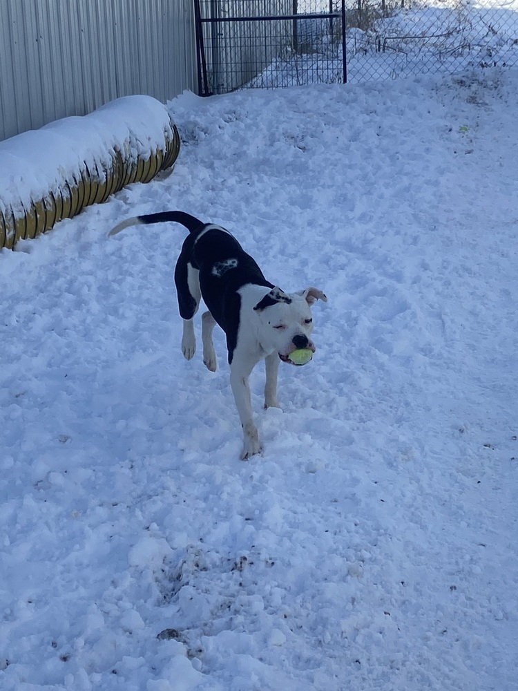 AC KJ, an adoptable American Bulldog in Fremont, NE, 68025 | Photo Image 4