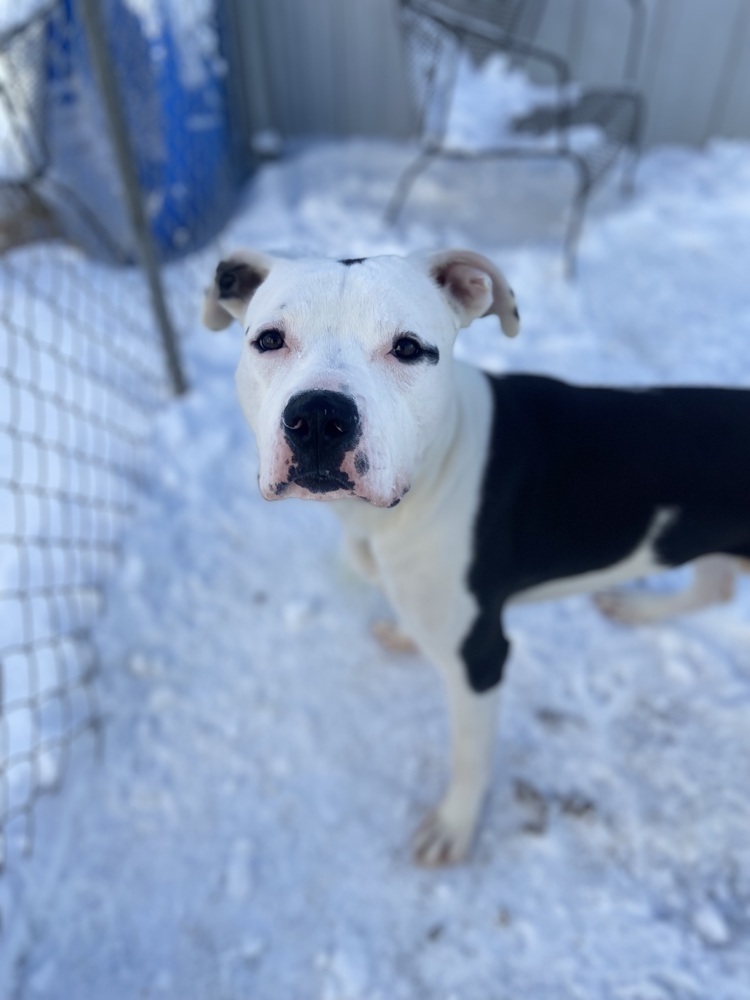 AC KJ, an adoptable American Bulldog in Fremont, NE, 68025 | Photo Image 5