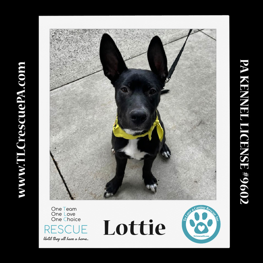 Lottie (Outlander Pups) 020324