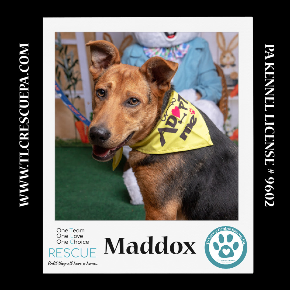Maddox (Cocoa Krispies) 020324