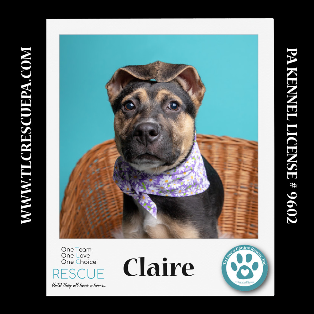 Claire (Outlander Pups) 020324