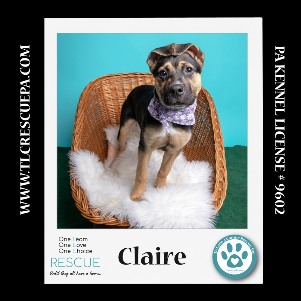 Claire (Outlander Pups) 020324