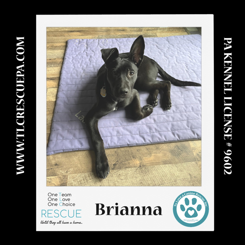 Brianna (Outlander Pups) 020324