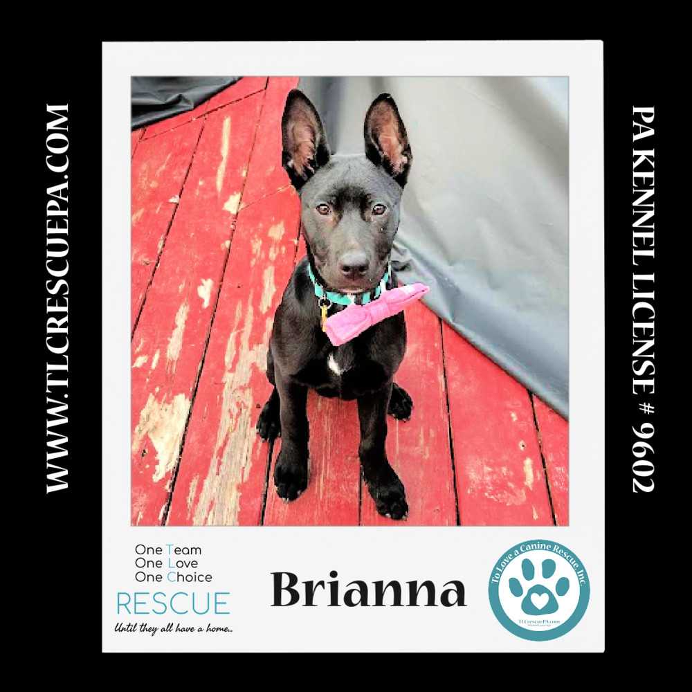Brianna (Outlander Pups) 020324