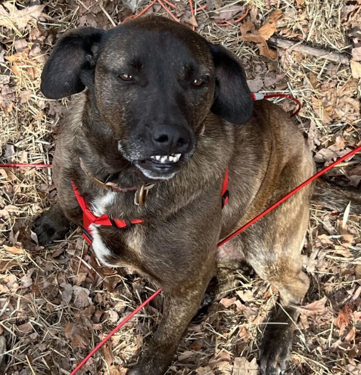 Cabela dog outlet collars