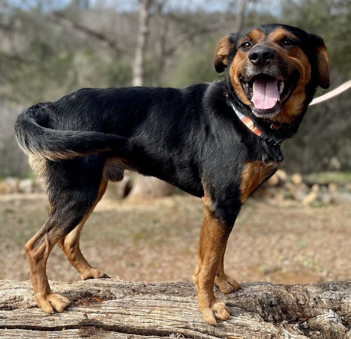 Rosko, an adoptable Australian Cattle Dog / Blue Heeler & Rottweiler Mix in Jamestown, CA_image-1