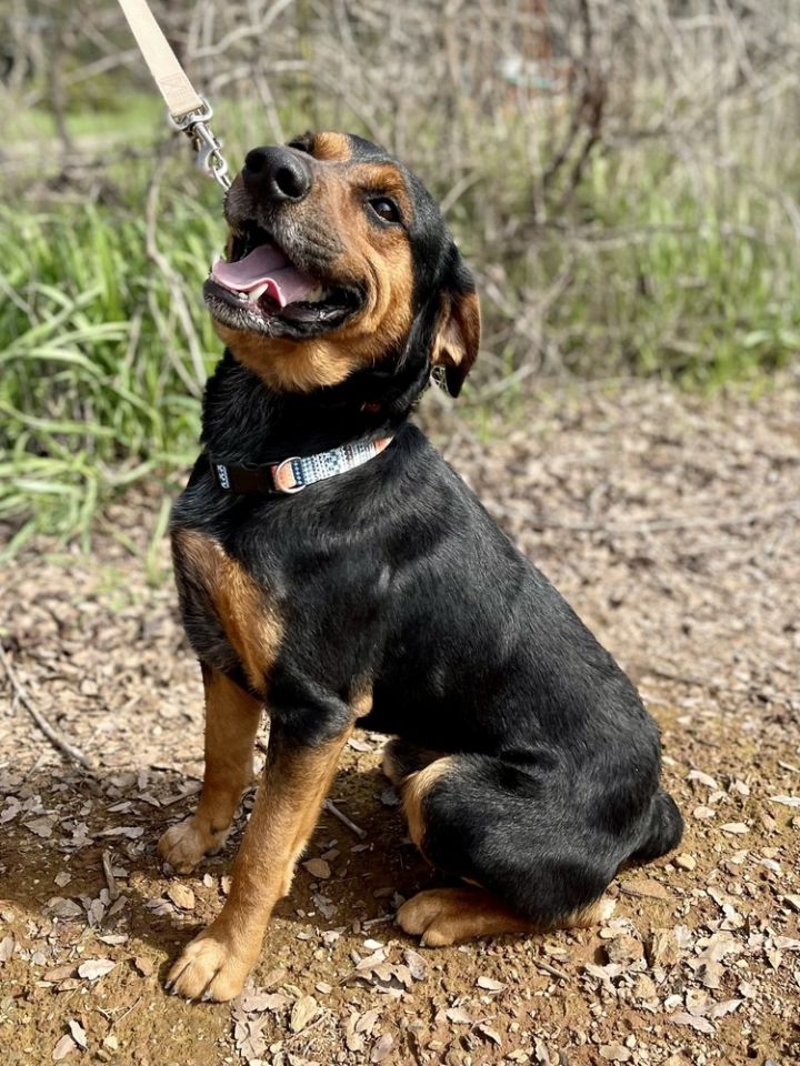 Rosko, an adoptable Australian Cattle Dog / Blue Heeler & Rottweiler Mix in Jamestown, CA_image-3