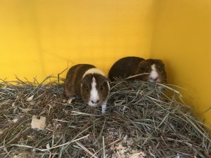 Consort (bonded to Middleton), Adult Male unknown