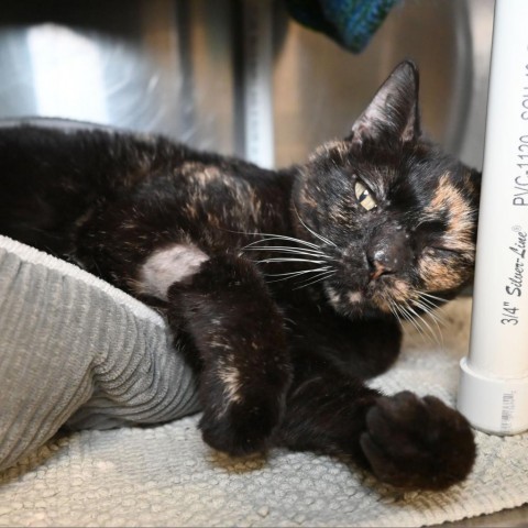 Patches, an adoptable Domestic Short Hair in West Palm Beach, FL_image-2