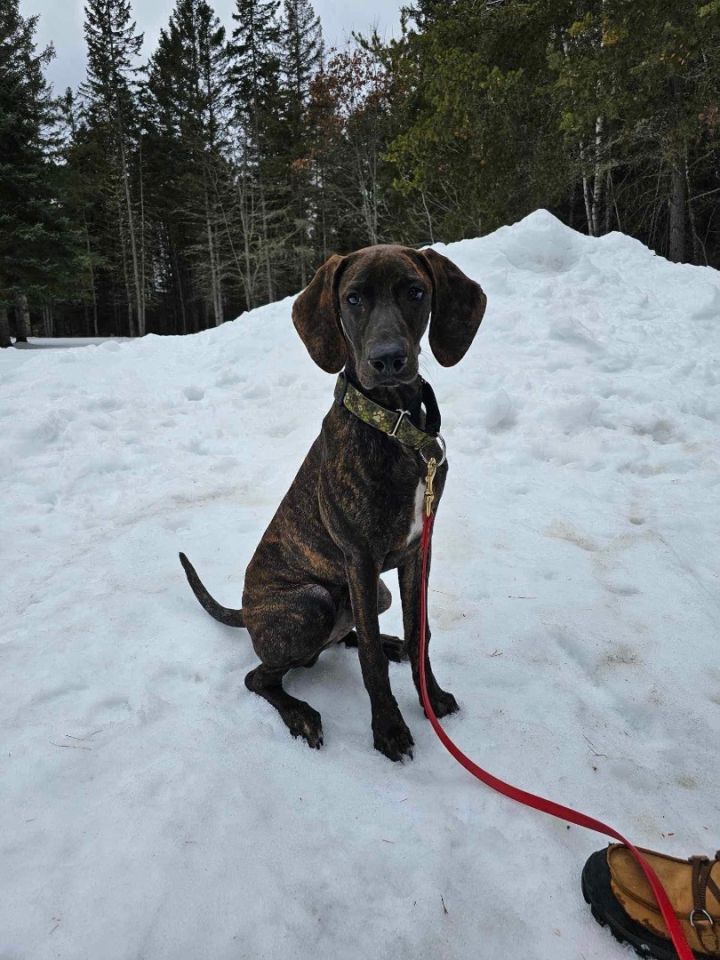 Plott hound sale coonhound mix