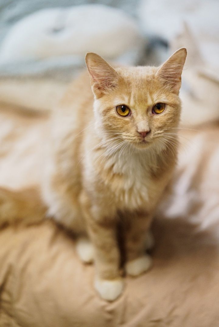 Lucy, an adoptable Domestic Medium Hair & Tabby Mix in Marble Falls, TX_image-2