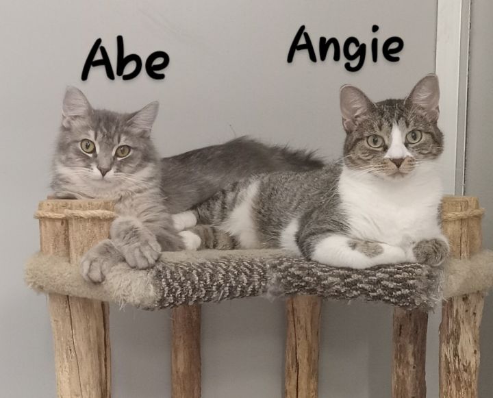 Abe & Angie 4