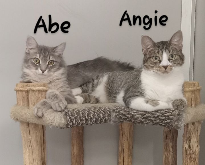 Angie & Abe 4