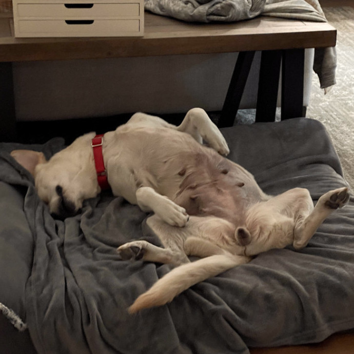 Kiki, an adoptable Yellow Labrador Retriever Mix in Houston, TX_image-3