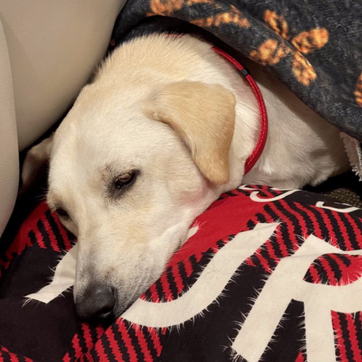 Kiki, an adoptable Yellow Labrador Retriever Mix in Houston, TX_image-5