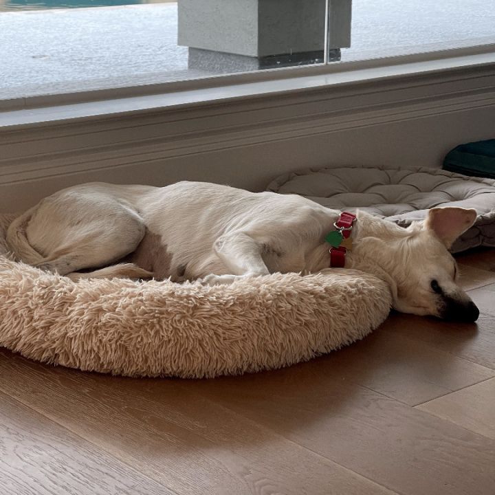 Kiki, an adoptable Yellow Labrador Retriever Mix in Houston, TX_image-6