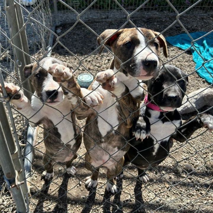 Terrier x hot sale puppies