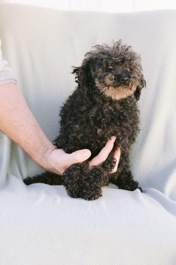 Petfinder 2024 toy poodle