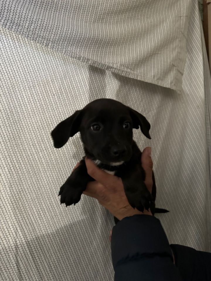 Flat coated retriever outlet dachshund mix