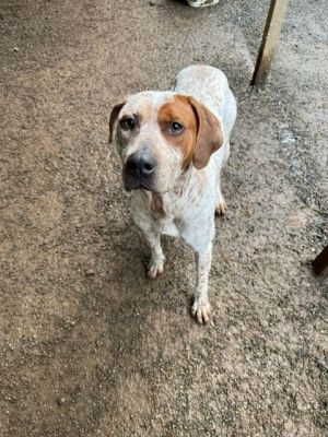 Dog for adoption Luna a Coonhound in Coos Bay OR Petfinder