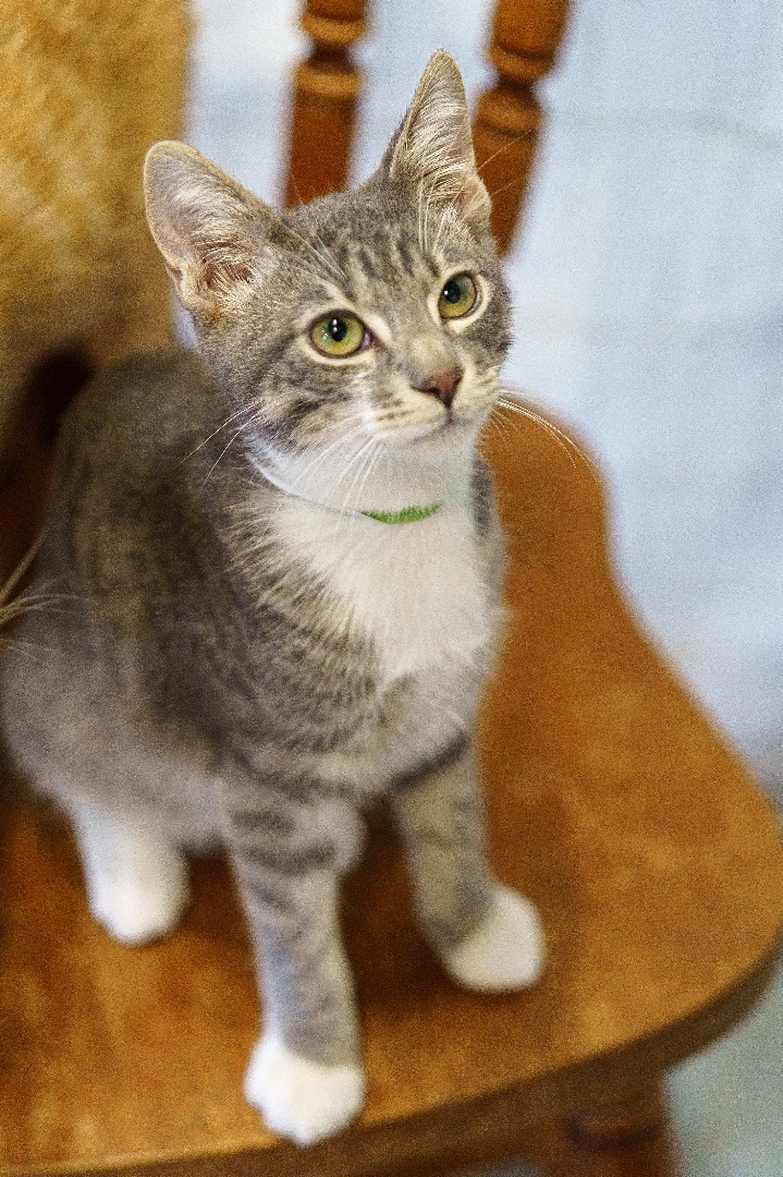 Hudson, an adoptable Domestic Short Hair & Tabby Mix in Marble Falls, TX_image-2