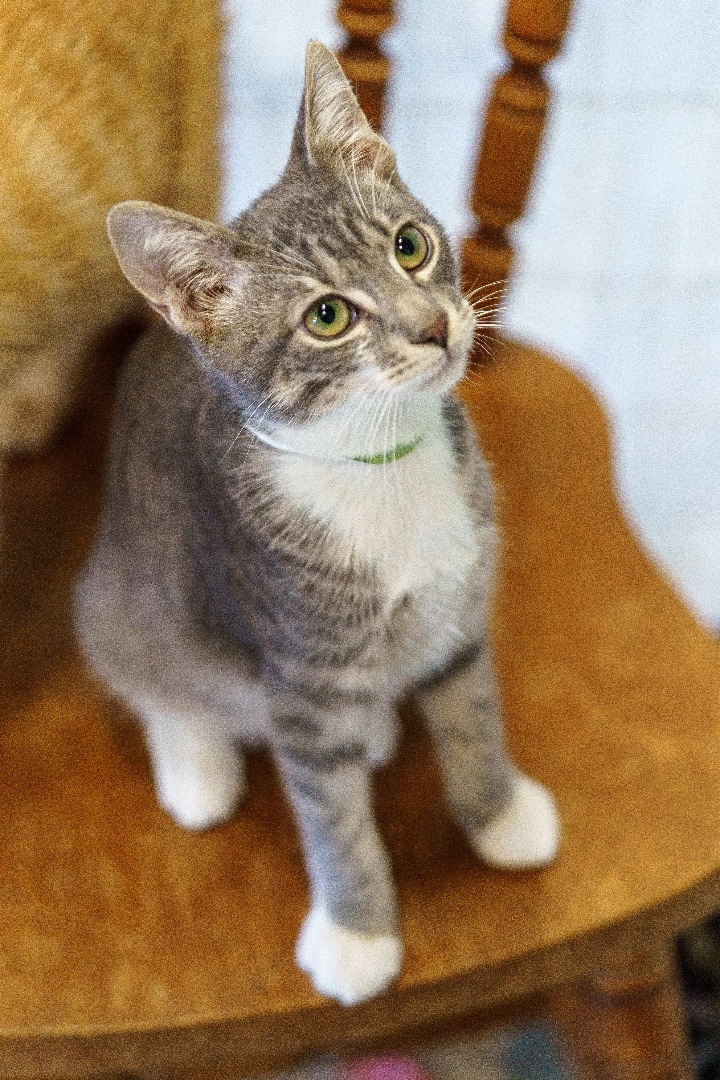 Hudson, an adoptable Domestic Short Hair & Tabby Mix in Marble Falls, TX_image-3
