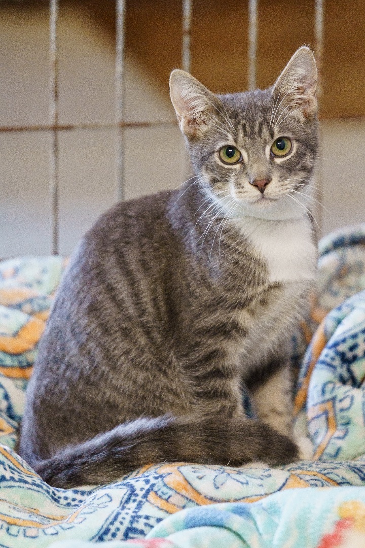Hudson, an adoptable Domestic Short Hair & Tabby Mix in Marble Falls, TX_image-4