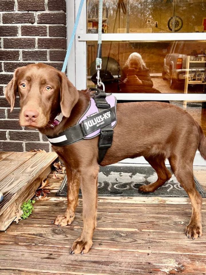 Gertie, an adopted Chocolate Labrador Retriever Mix in Brunswick, ME_image-1