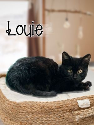 Louie Domestic Short Hair Cat