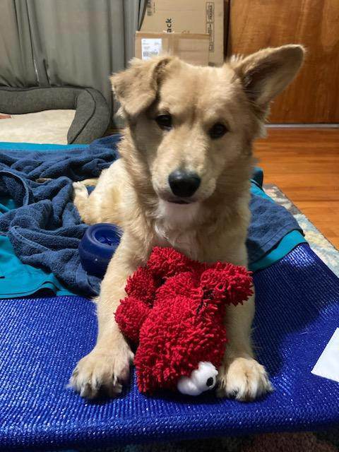 Sage, an adoptable Golden Retriever, Collie in Ceres, VA, 24318 | Photo Image 3